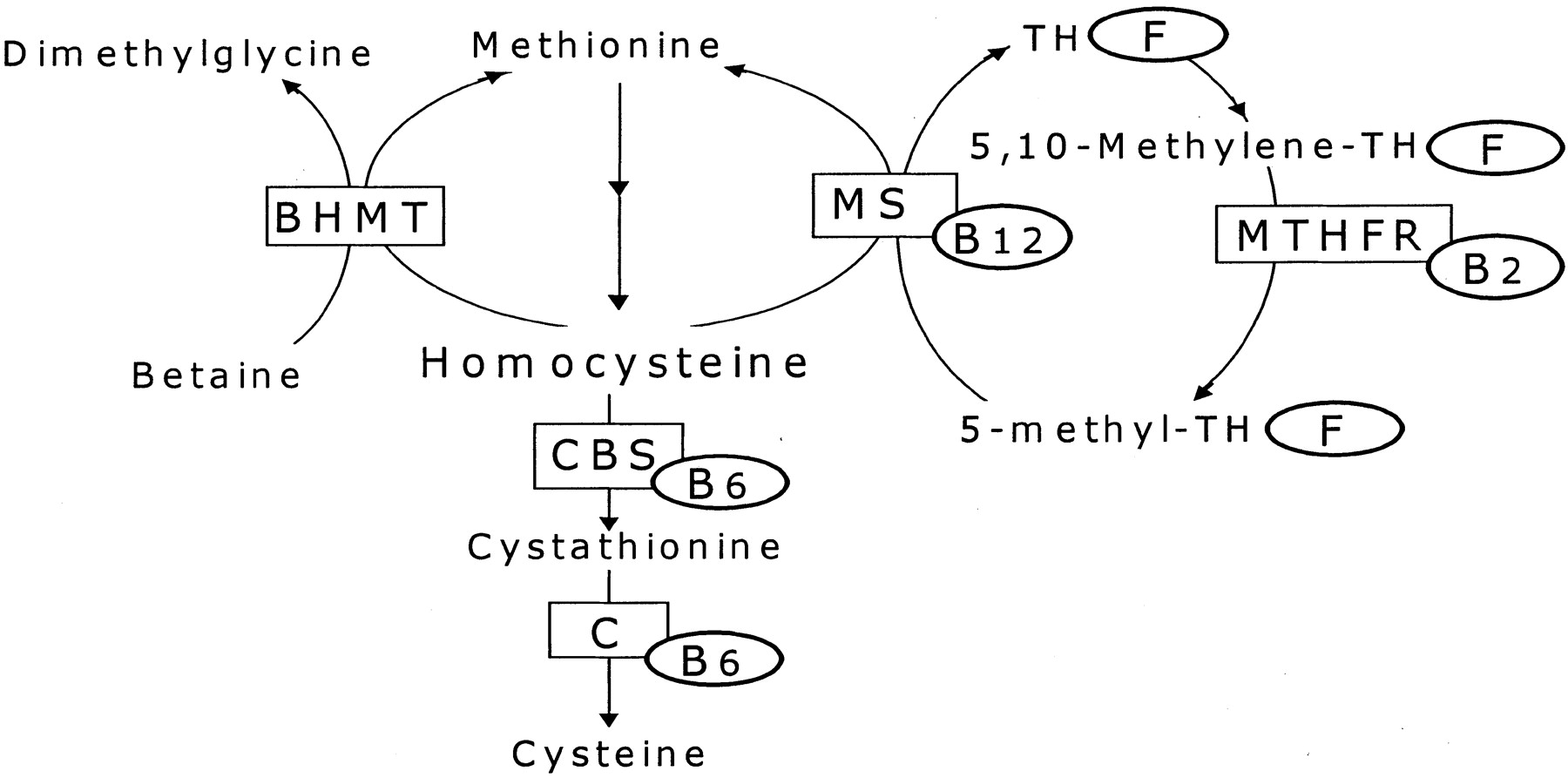 B12 Folate Metabolism