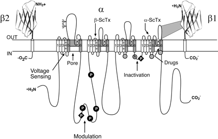 Fig. 1.