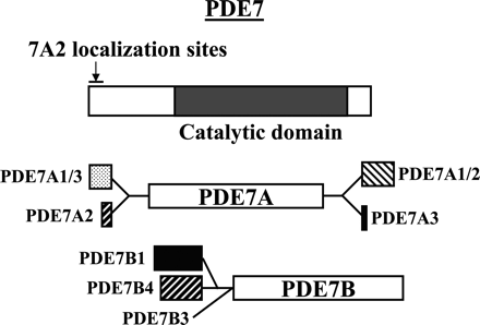 Fig. 10.