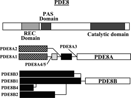 Fig. 11.