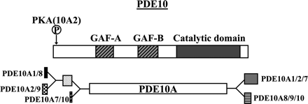 Fig. 13.