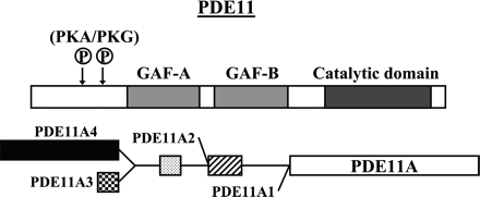 Fig. 14.