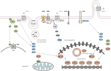 Fig. 12.