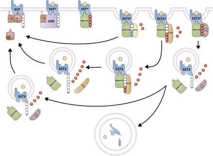 Fig. 20.