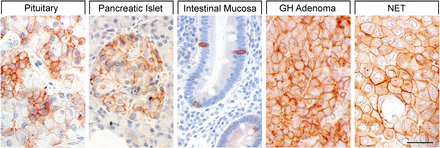 Fig. 21.