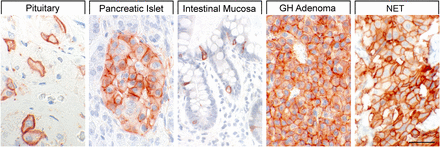 Fig. 9.