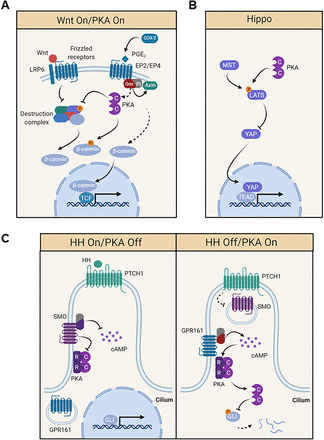 Fig. 10