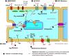 Mechanisms and Drug Development in Atrial Fibrillation