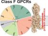 International Union of Basic and Clinical Pharmacology CXV: The Class F of G Protein-Coupled Receptors