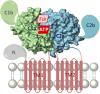 International Union of Basic and Clinical Pharmacology. CI. Structures and Small Molecule Modulators of Mammalian Adenylyl Cyclases